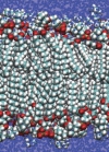 thumbnail image from paper