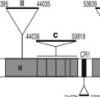 thumbnail image from paper