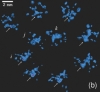 thumbnail image from paper