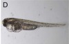 thumbnail image from paper