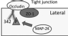 thumbnail image from paper