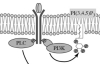 thumbnail image from paper