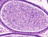 thumbnail image from paper