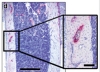 thumbnail image from paper