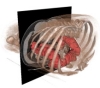 thumbnail image from paper