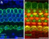 thumbnail image from paper