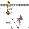 thumbnail image from paper