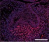 thumbnail image from paper