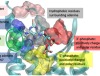 thumbnail image from paper
