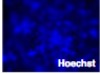 thumbnail image from paper