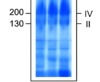 thumbnail image from paper