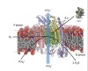 thumbnail image from paper