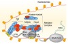 thumbnail image from paper