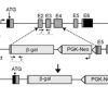 thumbnail image from paper