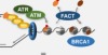 thumbnail image from paper