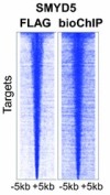 thumbnail image from paper