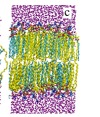 thumbnail image from paper