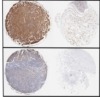 thumbnail image from paper