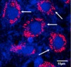 thumbnail image from paper