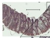 thumbnail image from paper