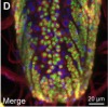 thumbnail image from paper