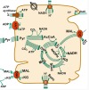 thumbnail image from paper