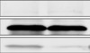 thumbnail image from paper