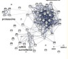 thumbnail image from paper