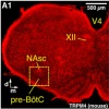 thumbnail image from paper