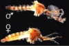 thumbnail image from paper