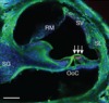 thumbnail image from paper