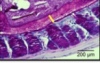 thumbnail image from paper