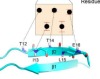 thumbnail image from paper
