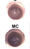 thumbnail image from paper