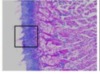 thumbnail image from paper