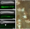 thumbnail image from paper