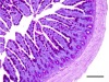 thumbnail image from paper