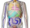 thumbnail image from paper