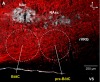 thumbnail image from paper