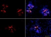 thumbnail image from paper