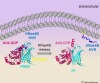 thumbnail image from paper