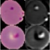 thumbnail image from paper