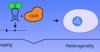 thumbnail image from paper