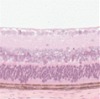 thumbnail image from paper