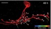 thumbnail image from paper