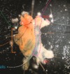 thumbnail image from paper
