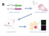 thumbnail image from paper
