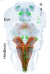 thumbnail image from paper