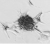 thumbnail image from paper