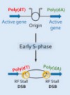 thumbnail image from paper